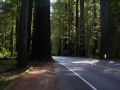 Encountering the big trees at Simpson Grove.jpg